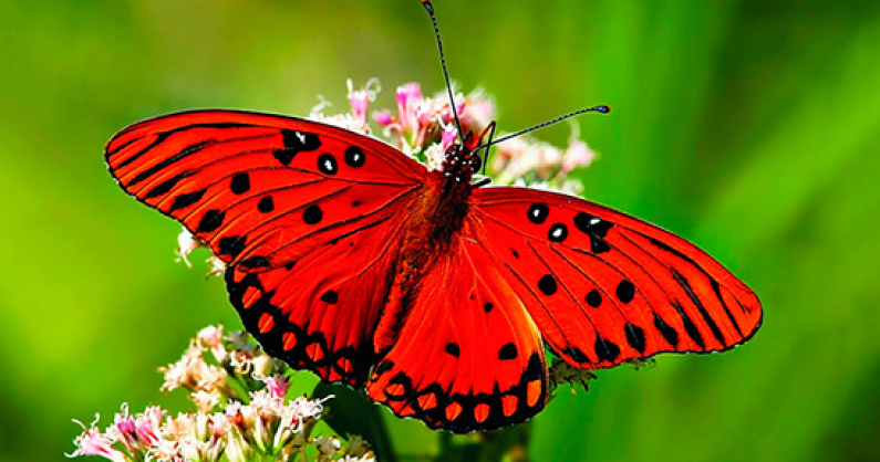 Билеты на контактную выставку «Живые тропические бабочки» для взрослых и детей.