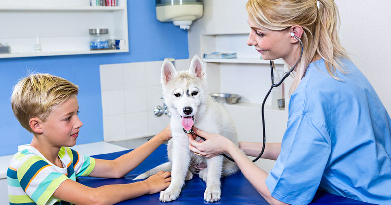 Первичная консультация, кастрация кобелей, стерилизация собак, кастрация котов, стерилизация кошек в ветеринарной клинике «Доберман».