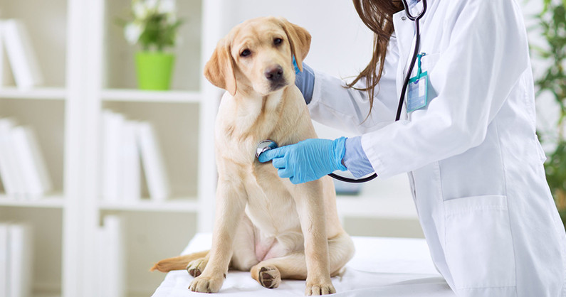 Вакцинация, инъекции, люминесцентная диагностика, кастрация, стерилизация, стрижка когтей, УЗ-санация полости рта собаки в ветеринарной клинике «Лэсси».