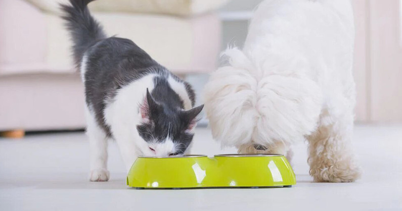 Консервированный корм для кошек и собак собственного производства от ветеринарной клиники «ЗООДоктор».