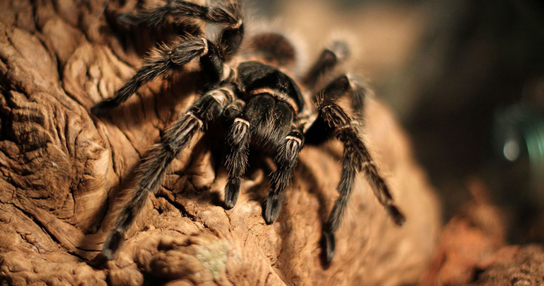Посещение выставки пауков и скорпионов «Пауки-гиганты» в ТРК «Горки».