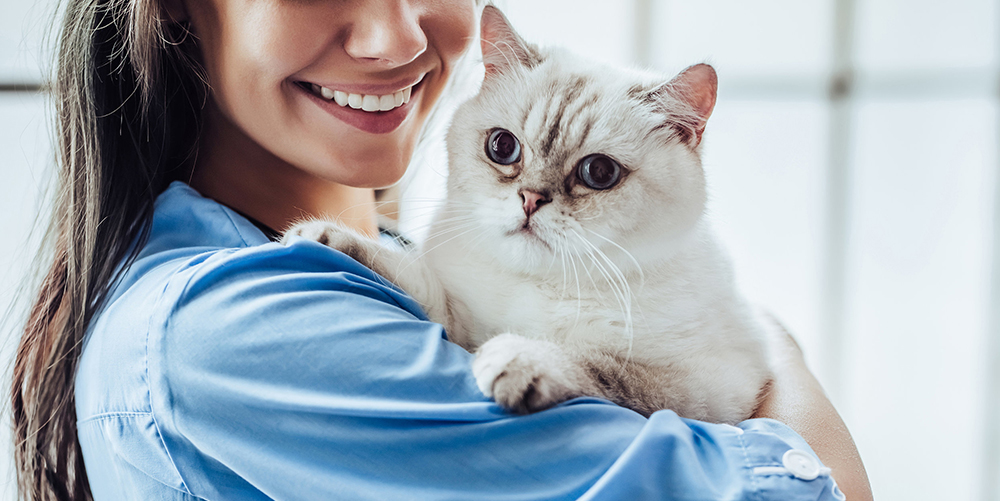 Стерилизация, кастрация, удаление молочных зубов у собак, гигиеническая ...