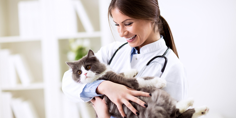 Стерилизация, кастрация, удаление молочных зубов у собак, гигиеническая ...