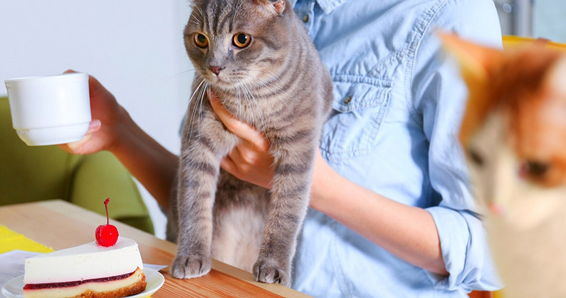 Посещение котокафе «Мягкие лапки» для взрослых и детей.