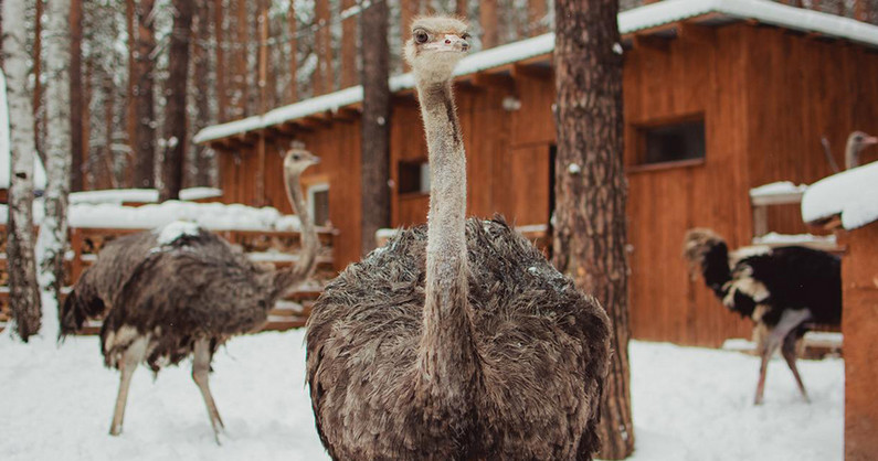 «Павлинья Ферма»: посещение фермы для взрослых и детей, аренда мангальной зоны.