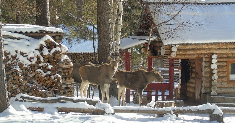 Туристическая база «Небесное озеро» в национальном парке «Зюраткуль»: аренда домов и номеров.
