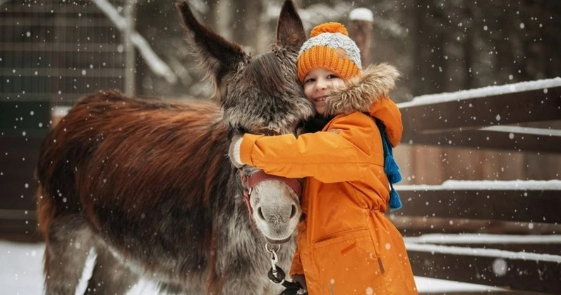 Павлины, фазаны, лебеди, олени, кролики, куры, белки, страусы, косуля, овцы, совы, филин, ворон, ослик. «Павлинья Ферма»: посещение фермы для взрослых и детей, аренда мангальной зоны.