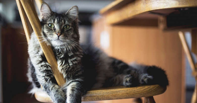 Котокафе «Мягкие лапки»: посещение для взрослых и детей.