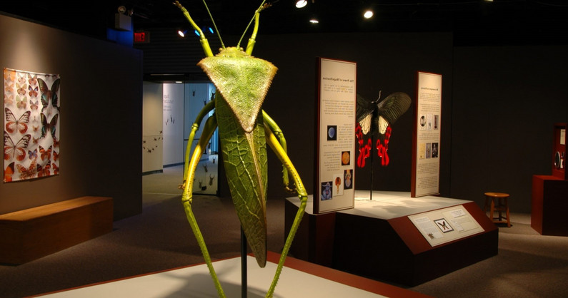 Выставка гигантских насекомых на Кировке: билеты для взрослых и детей.